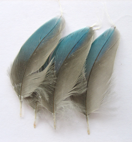 bird-feathers